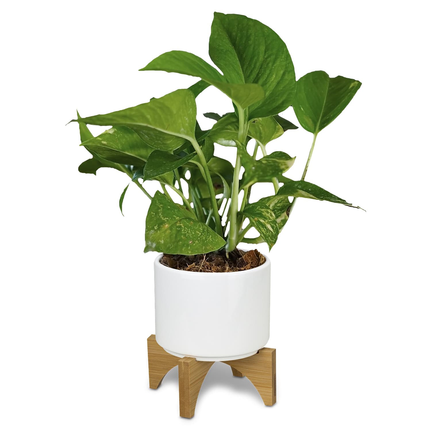 Planter with Bamboo Base · Product view