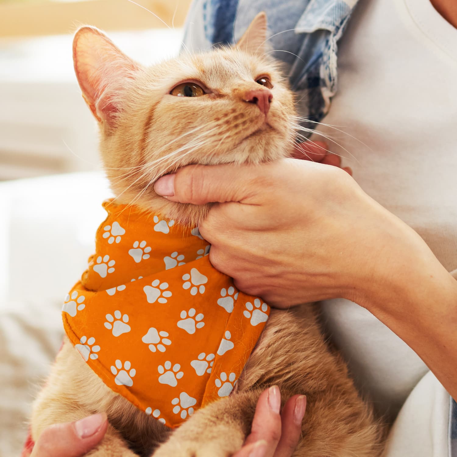 Pet Bandana - Small · Product view