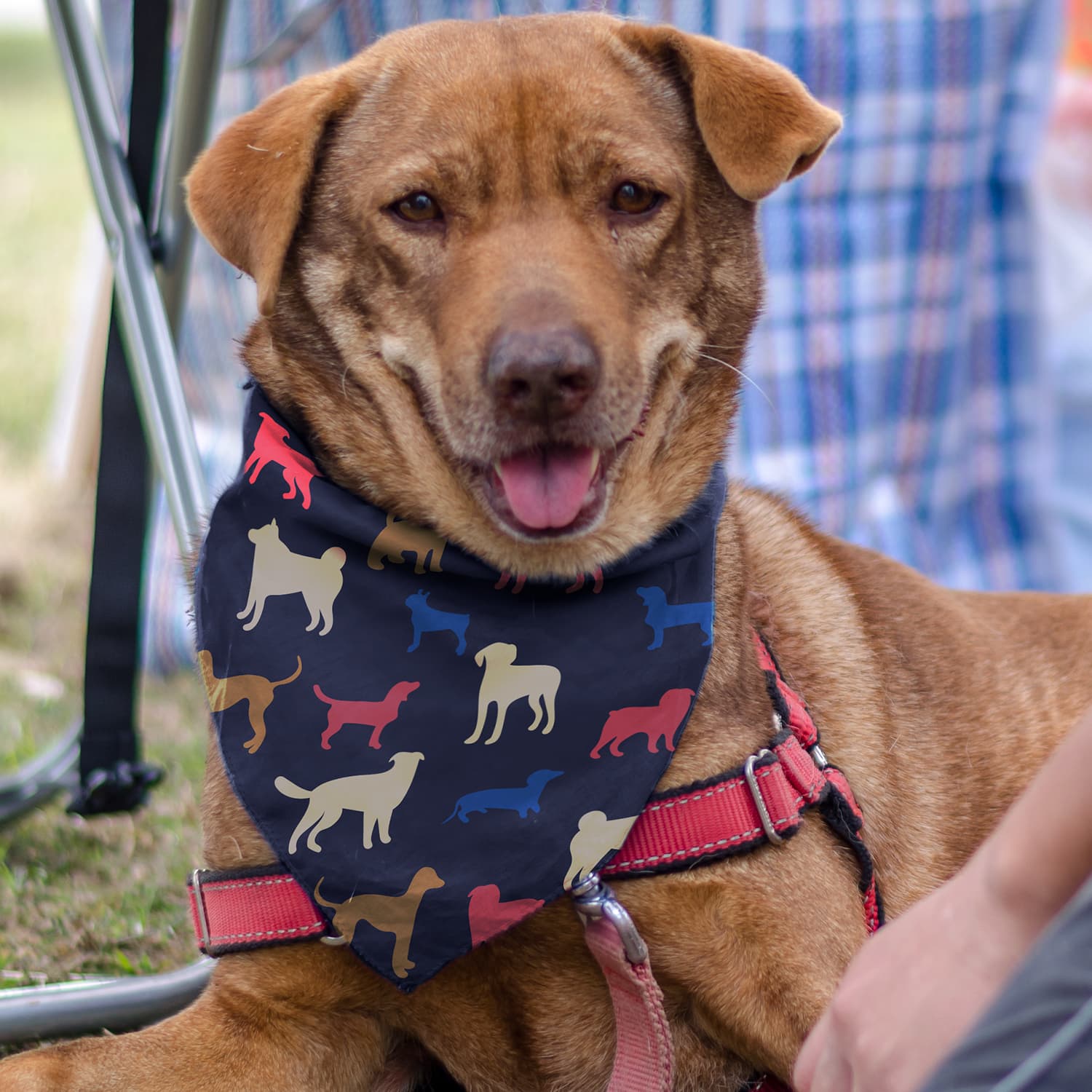 Pet Bandana - Medium · Product view