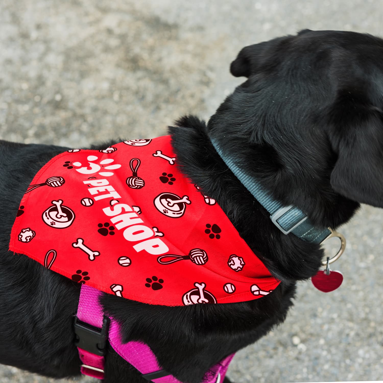 Pet Bandana - Large · Product view