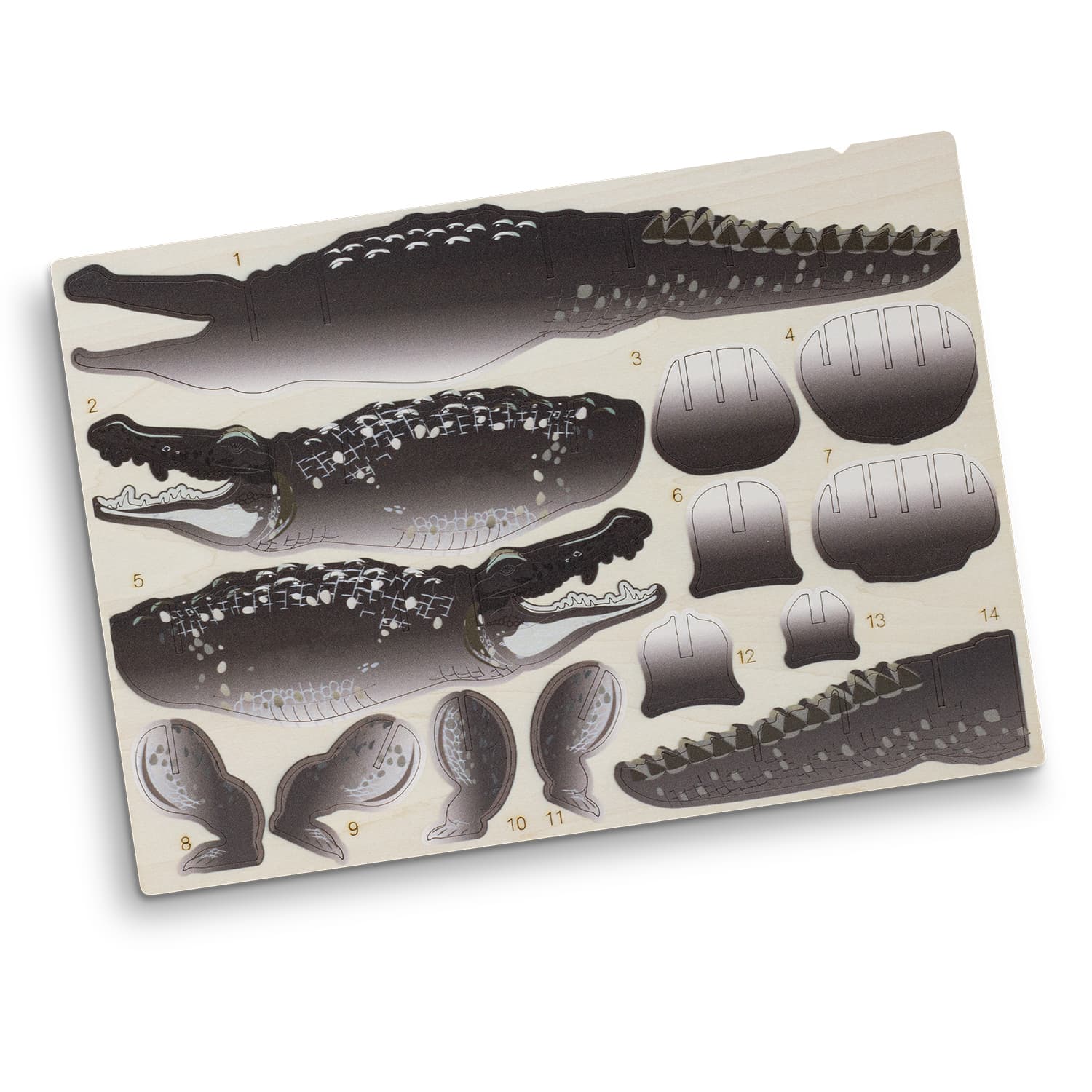 BRANDCRAFT Crocodile Wooden Model · Product view